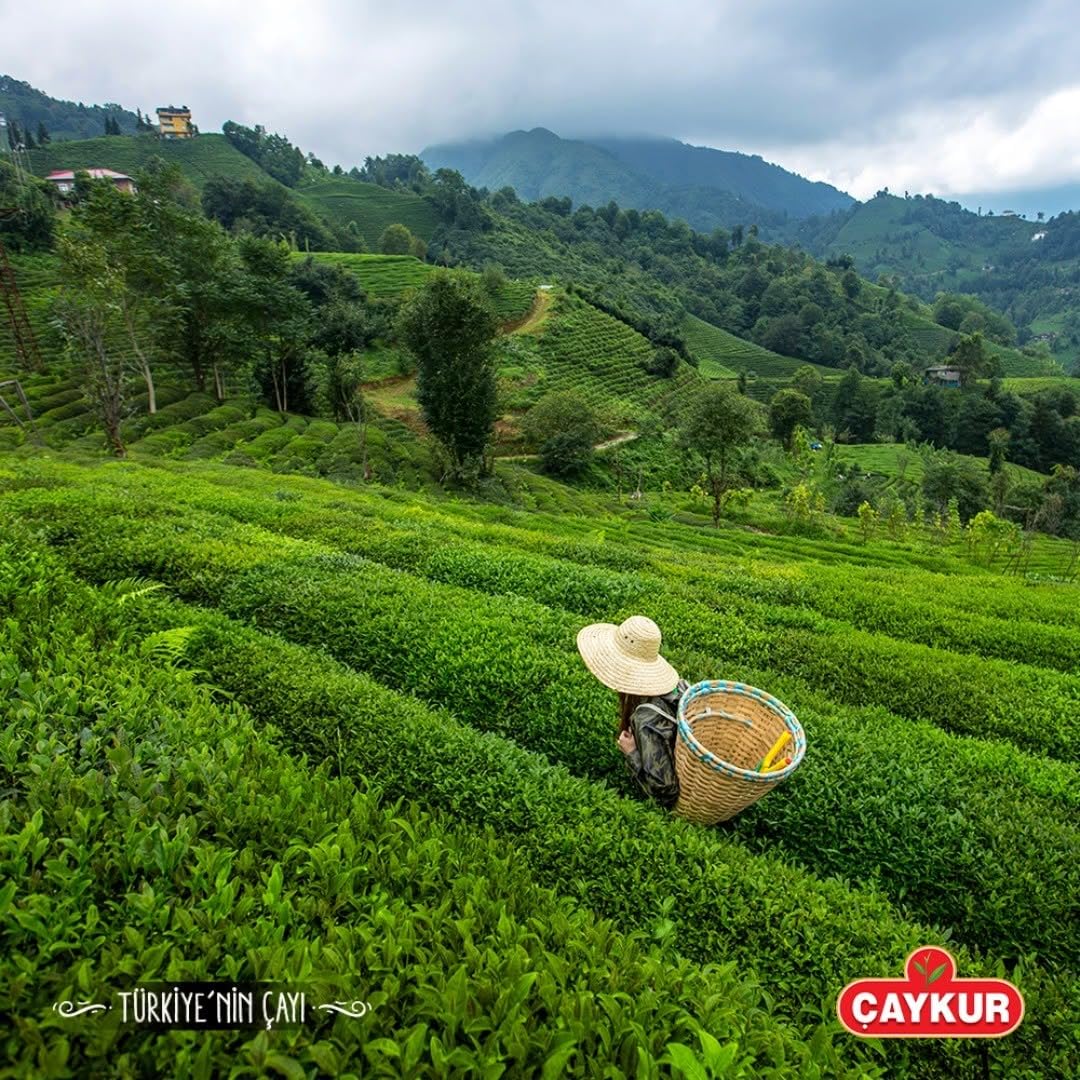 ÇAYKUR Altınbaş Bergamot Teapot Bags Turkish Black Tea, Premium Upper Leaf & Early Harvest Selection, Earl Grey