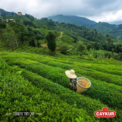 ÇAYKUR Altınbaş Bergamot Teapot Bags Turkish Black Tea, Premium Upper Leaf & Early Harvest Selection, Earl Grey