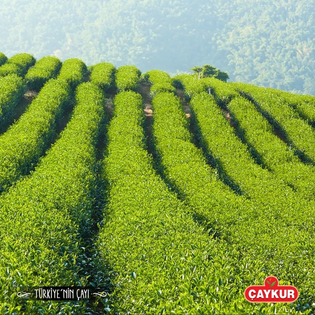 ÇAYKUR Rize Turist Black Tea, Authentic Turkish Loose Leaf Tea, Rich Aroma & Smooth Taste, Daily Rituals & Breakfast tea